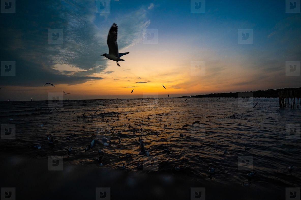 Many seagulls fleeing from the cold weather in Siberia come to B