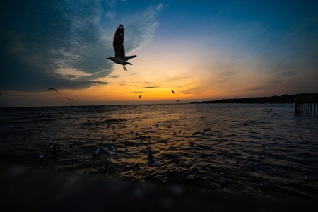 Many seagulls fleeing from the cold weather in Siberia come to B
