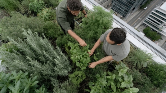 Rooftop garden urban green plants people harvesting cityscape sustainable fresh herbs teamwork