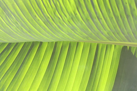 Banana leaf 1