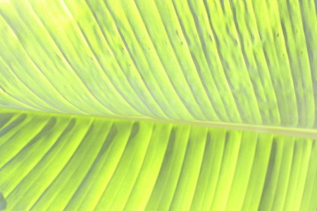 Banana leaf 2