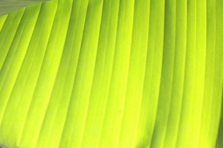 Banana leaf 3