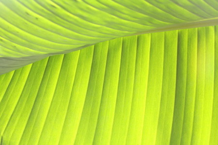 Banana leaf 4