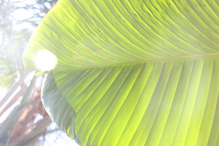 Banana leaf 6