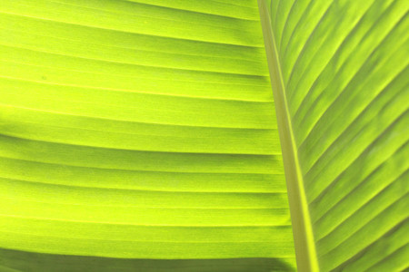 Banana leaf 8