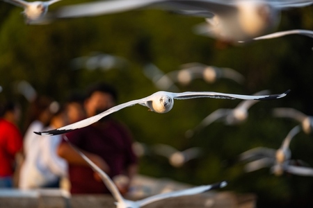 Many seagulls fleeing from the cold weather in Siberia come to B