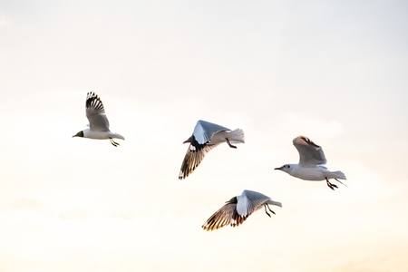 Many seagulls fleeing from the cold weather in Siberia come to B