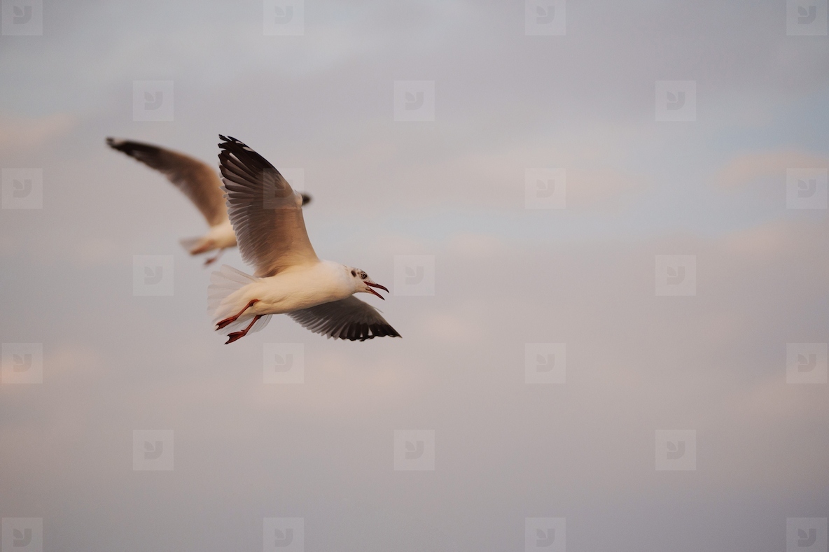 Many seagulls fleeing from the cold weather in Siberia come to B