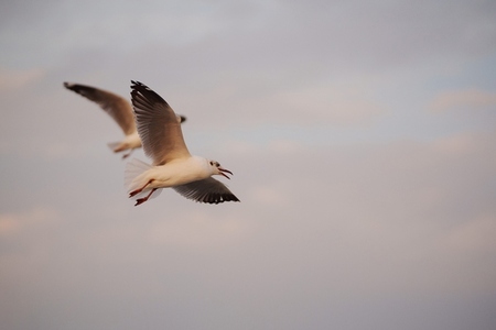 Many seagulls fleeing from the cold weather in Siberia come to B Many seagulls fleeing from the cold weather in Siberia come to B