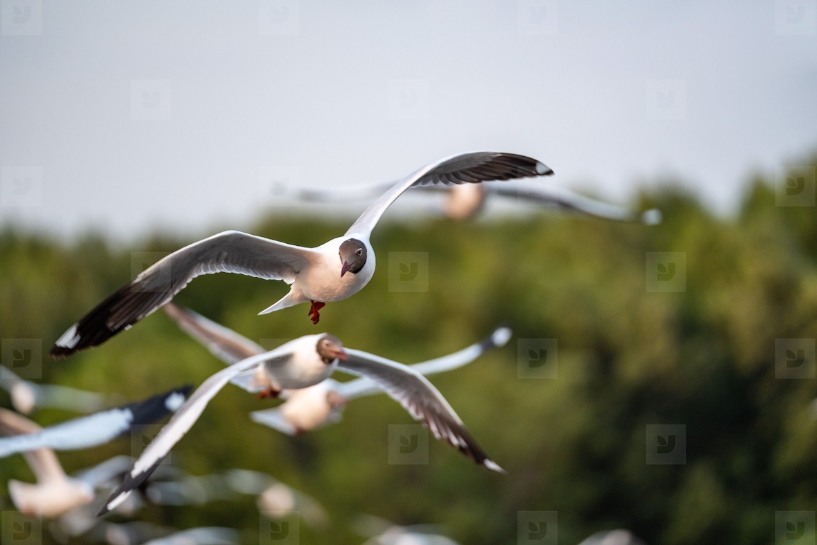 Many seagulls fleeing from the cold weather in Siberia come to B