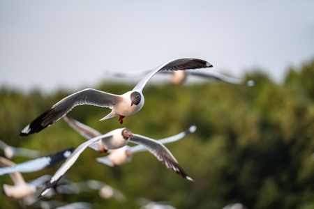 Many seagulls fleeing from the cold weather in Siberia come to B
