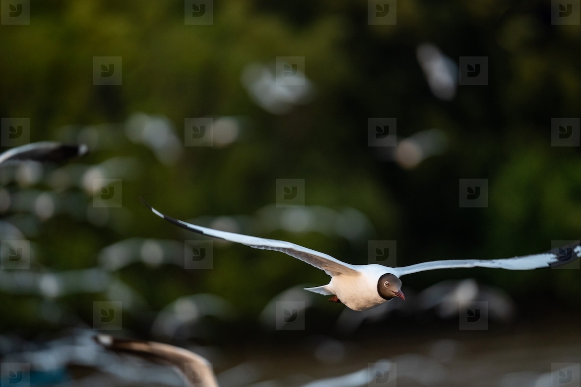 Many seagulls fleeing from the cold weather in Siberia come to B