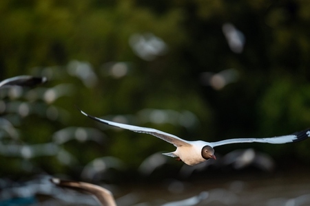 Many seagulls fleeing from the cold weather in Siberia come to B