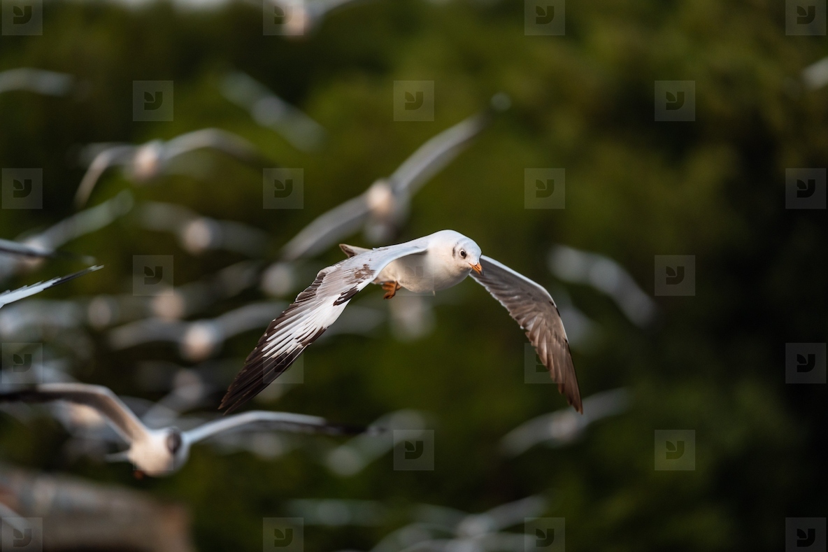 Many seagulls fleeing from the cold weather in Siberia come to B
