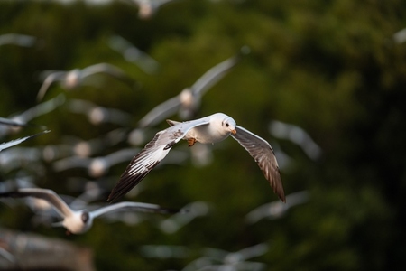 Many seagulls fleeing from the cold weather in Siberia come to B