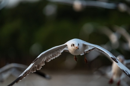 Many seagulls fleeing from the cold weather in Siberia come to B