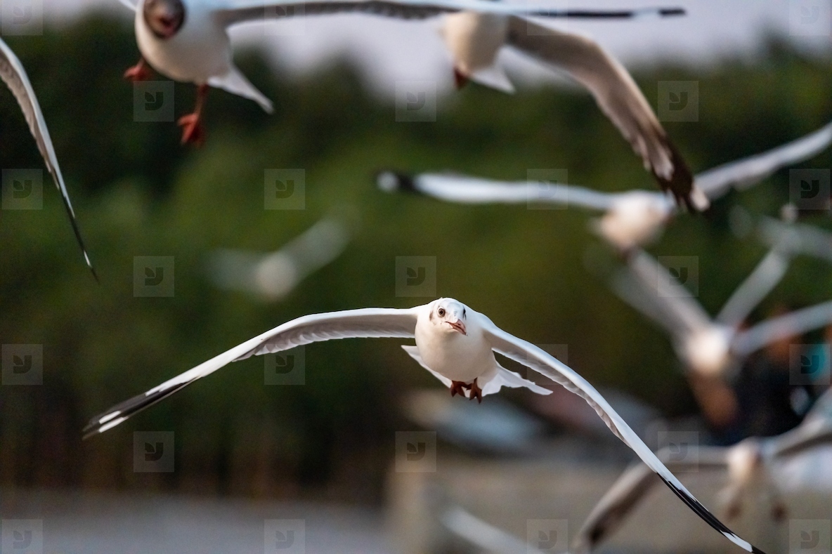 Many seagulls fleeing from the cold weather in Siberia come to B