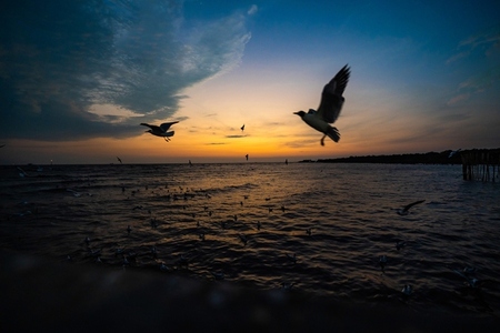 Many seagulls fleeing from the cold weather in Siberia come to B