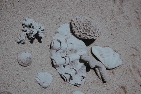 Sea Shell Still Life 7 Sea Shell Still Life 7