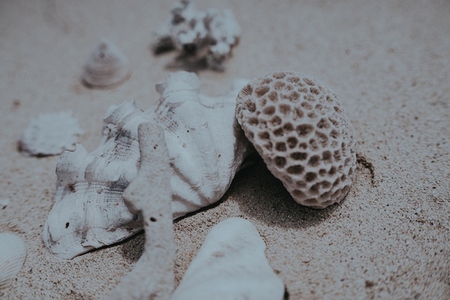 Sea Shell Still Life 6 Sea Shell Still Life 6