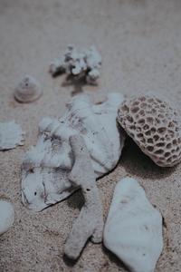 Sea Shell Still Life 5 Sea Shell Still Life 5