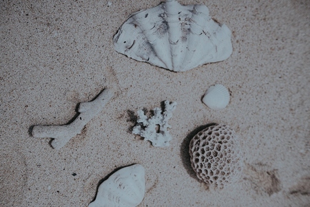 Sea Shell Still Life 4 Sea Shell Still Life 4