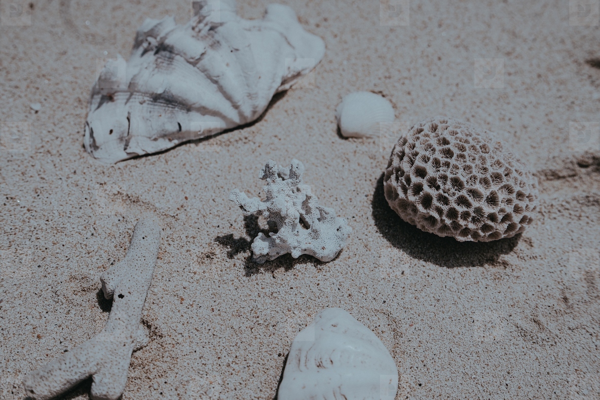 Sea Shell Still Life 2