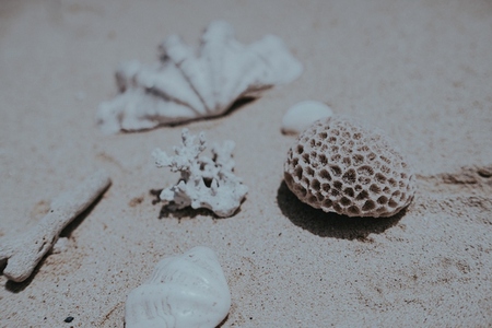 Sea Shell Still Life 3 Sea Shell Still Life 3