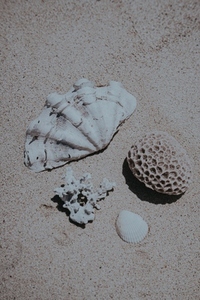 Sea Shell Still Life 1 Sea Shell Still Life 1
