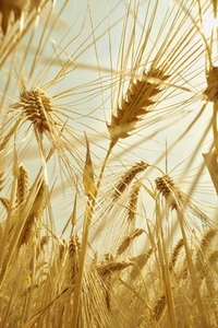 Close up low section of golden barley growing in sunlight Close up low section of golden barley growing in sunlight