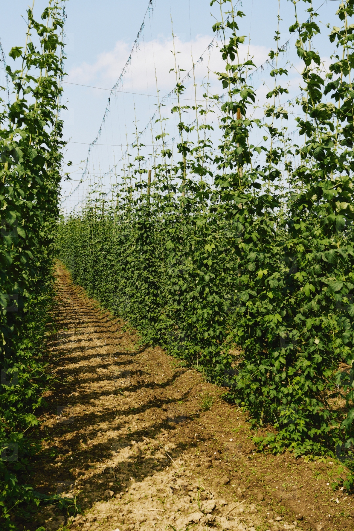 Vibrant green hops growing on bines on sunny farm