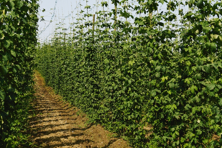 Vibrant green hops growing on bines on sunny farm