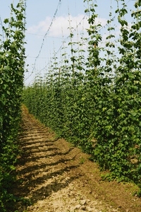 Vibrant green hops growing on bines on sunny farm