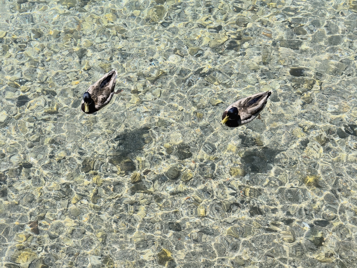 High angle view of mallard ducks floating on surface of translucent water