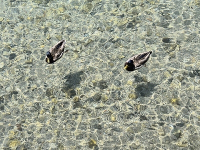 High angle view of mallard ducks floating on surface of translucent water