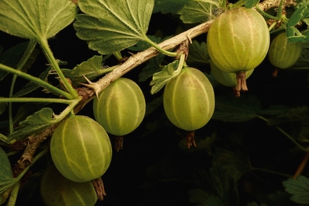 Close up of striped green gooseberries growing on branch Close up of striped green gooseberries growing on branch