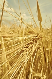 Close up of golden barley growing on sunny summer farm Close up of golden barley growing on sunny summer farm