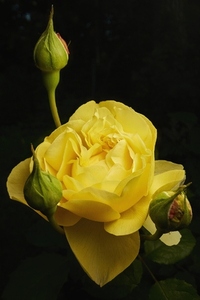 Still life close up of beautiful yellow English rose blossom and buds against black background
