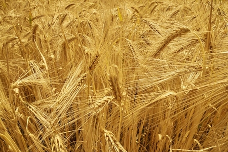 Full frame of golden barley crop growing in sunny agricultural field Full frame of golden barley crop growing in sunny agricultural field