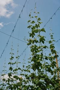 Low angle shot of green hops growing upward on bines against sunny blue sky