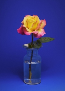 Still life of beautiful pink and yellow rose in small vase with water against blue background