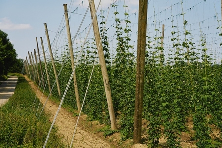 Green hops growing on bines on sunny