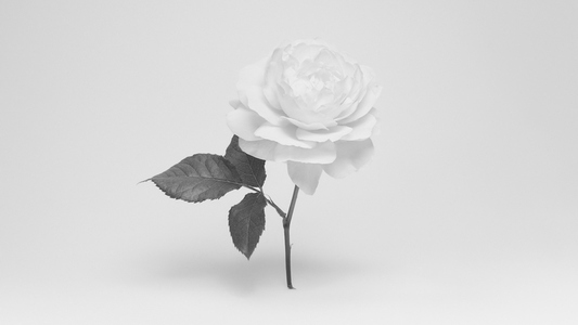 Black and white of beautiful English rose in bloom against white background