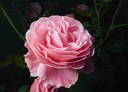 Close up of beautiful pink English rose in bloom