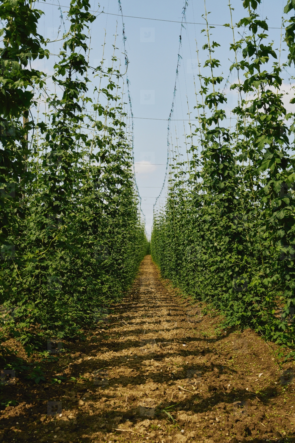 Dirt path between rows of green hops growing on bines on sunny summer farm