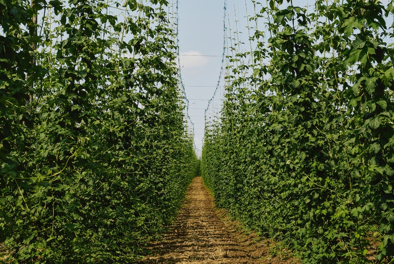 Dirt path between rows of green hops growing on bines on sunny summer farm