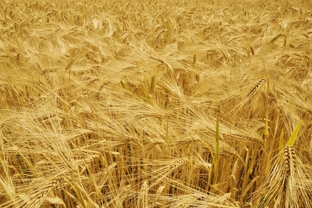 Full frame of beautiful golden barley crop growing in sunlight Full frame of beautiful golden barley crop growing in sunlight