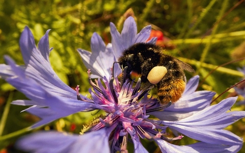 Close up of bumblebee pollinating purple cornflower