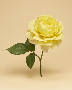 Still life of single yellow rose in bloom floating against beige background