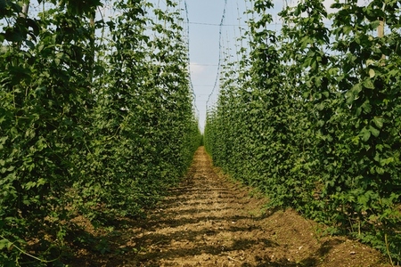 Dirt path among rows of vibrant green hops growing on bines on sunny